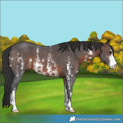 Horse Color:Brown Sabino 