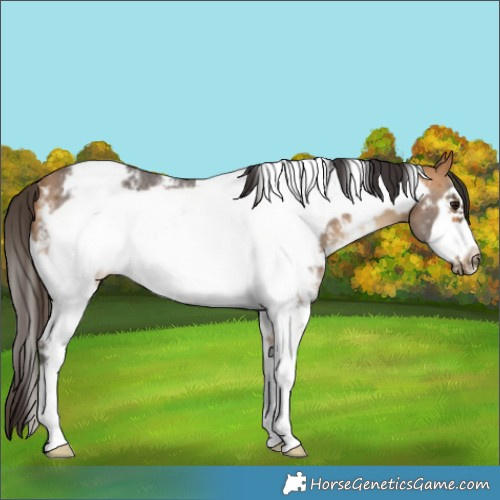 Horse Color:White Spotted Buckskin Sabino Frame 