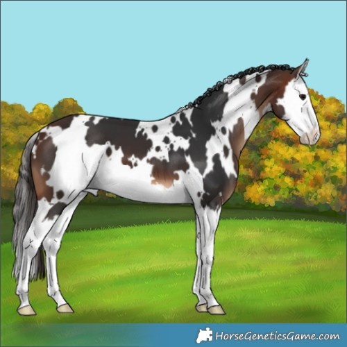 Horse Color:White Spotted Bay Splash