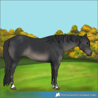 Horse Color:Black 