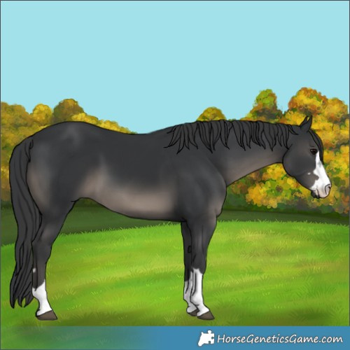Horse Color:Unknown 