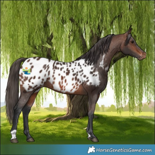 Horse Color:Brown Appaloosa 