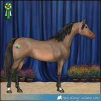 Horse Color:Brown Dun 