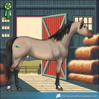 Horse Color:Brown Dun 