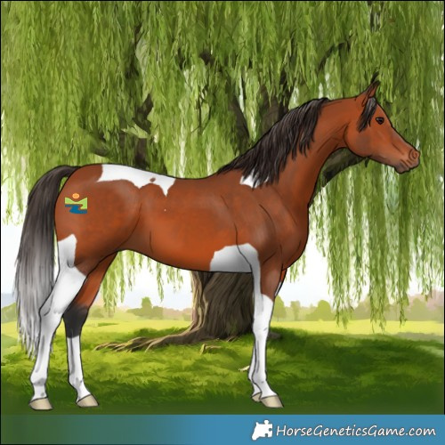 Horse Color:Bay Tobiano 