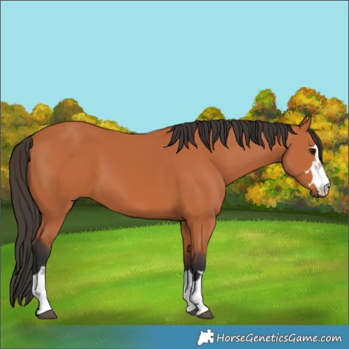 Horse Color:Unknown 