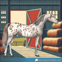 Horse Color:White Spotted Bay Dun Near Leopard 