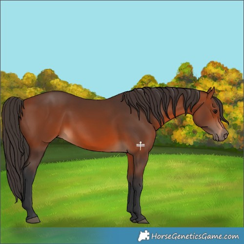 Horse Color:Bay 