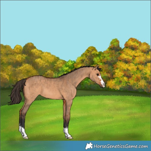 Horse Color:Bay Dun  and Bay Dun 