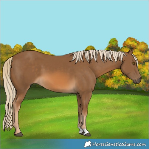 Horse Color:Chocolate Palomino 