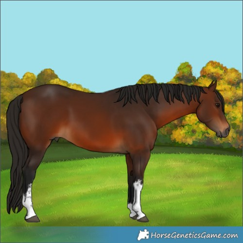 Horse Color:Gray White Spotted Bay 