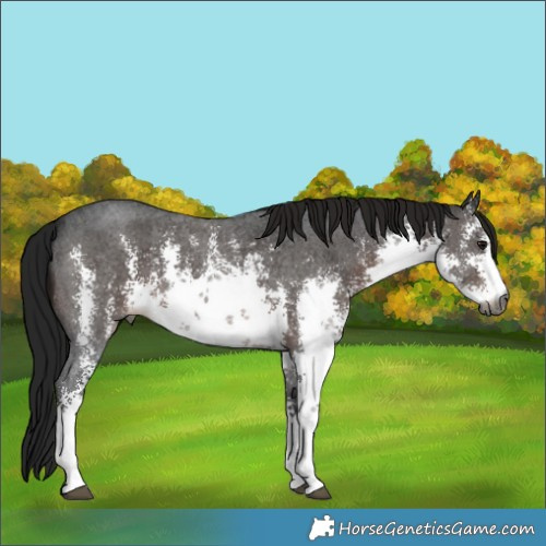 Horse Color:Gray White Spotted Brown Sabino 