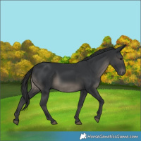 Horse Color:Black 