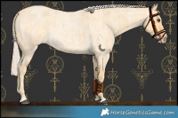 Horse Color:Palomino Roan  and Gold Cream Champagne Roan 