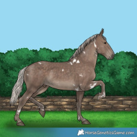 Horse Color:White Spotted Silver Black 