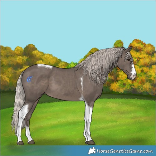 Horse Color:Silver Black Tobiano 
