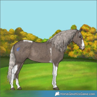 Horse Color:Silver Black Tobiano