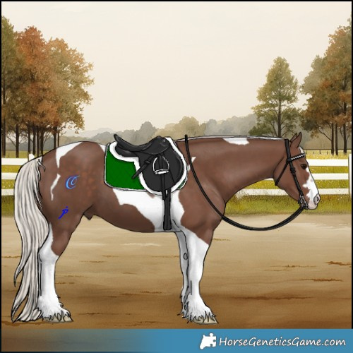 Horse Color:Silver Black Tobiano 