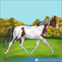 Horse Color:White Spotted Liver Chestnut Tobiano Frame 