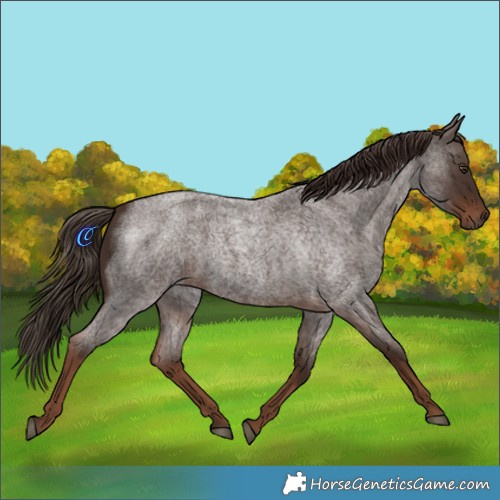 Horse Color:White Spotted Liver Red Roan