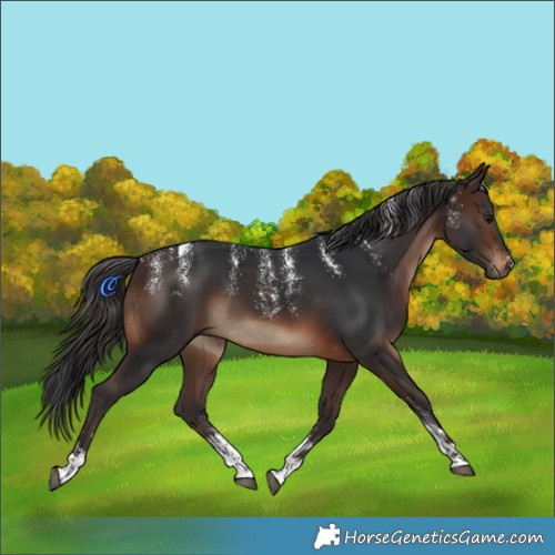 Horse Color:Powder White Brown Rabicano 