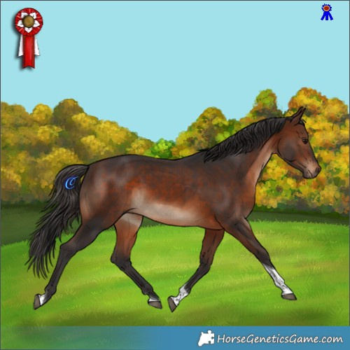 Horse Color:Brown Tobiano Rabicano 