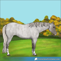 Horse Color:Silver Blue Roan Sabino 