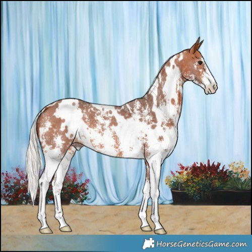 Horse Color:White Spotted Silver Bay Sabino 