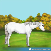 Horse Color:Smoky Black Splash Appaloosa 