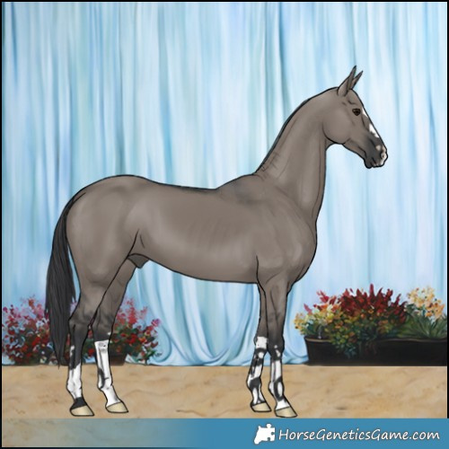 Horse Color:Grullo 