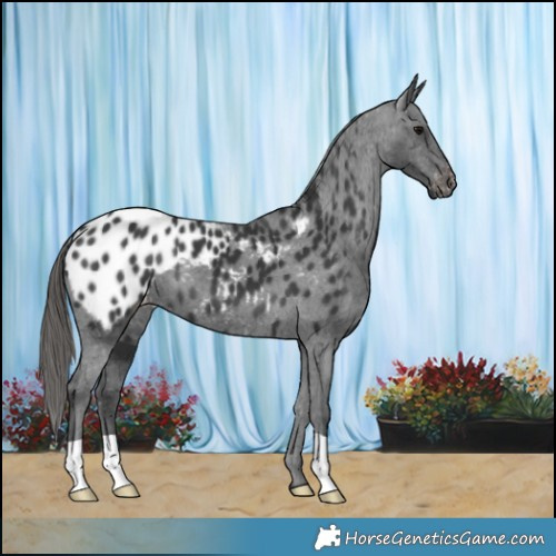 Horse Color:Black Appaloosa 