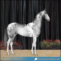 Horse Color:Gray Black Tobiano Rabicano 