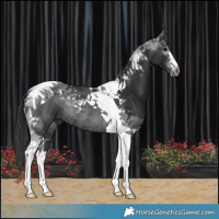 Horse Color:Gray Black Tobiano Rabicano 