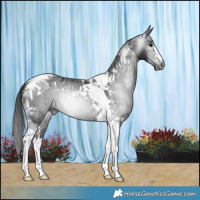 Horse Color:Gray Black Tobiano Rabicano 