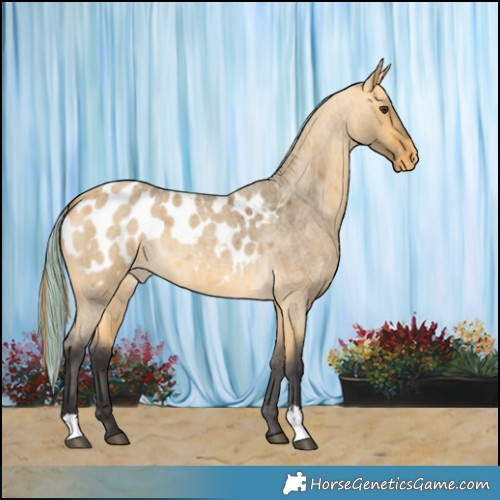 Horse Color:Painted Buckskin Roan Dun Appaloosa 