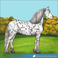 Horse Color:Liver Chestnut Appaloosa  and Liver Chestnut Appaloosa Rabicano 