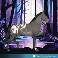 Horse Color:Grullo Appaloosa 