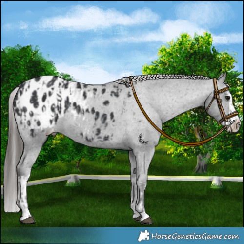 Horse Color:Black Blanket  and Black Splash Blanket 