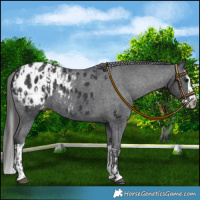 Horse Color:Black Appaloosa  and Black Splash Appaloosa 