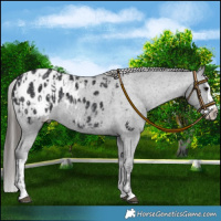 Horse Color:Black Blanket  and Black Splash Blanket 