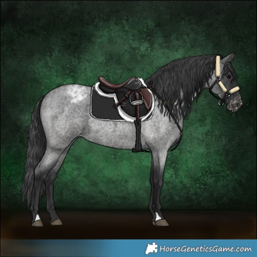 Horse Color:Blue Roan Appaloosa 