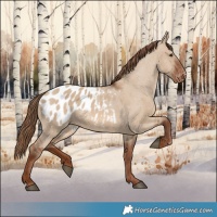 Horse Color:Red Dun Appaloosa Rabicano 