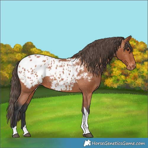 Horse Color:Bay Tobiano Appaloosa