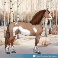 Horse Color:Red Dun Frame Varnish Rabicano 
