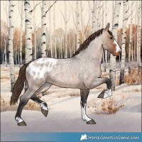 Horse Color:Brown Roan Dun Appaloosa 
