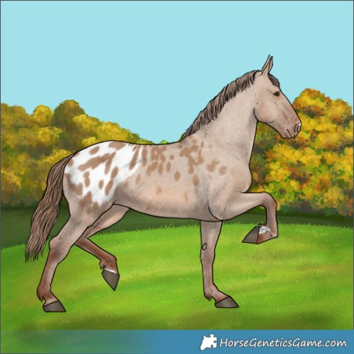 Horse Color:Red Dun Appaloosa