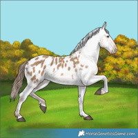 Horse Color:Red Dun Appaloosa 