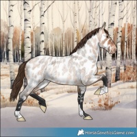 Horse Color:Bay Roan Dun Near Leopard 