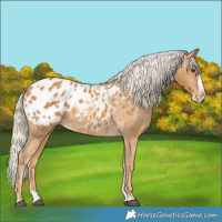 Horse Color:Palomino Splash Appaloosa 