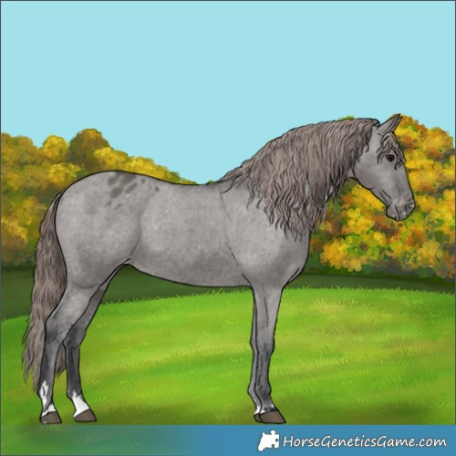Horse Color:Grullo Appaloosa 